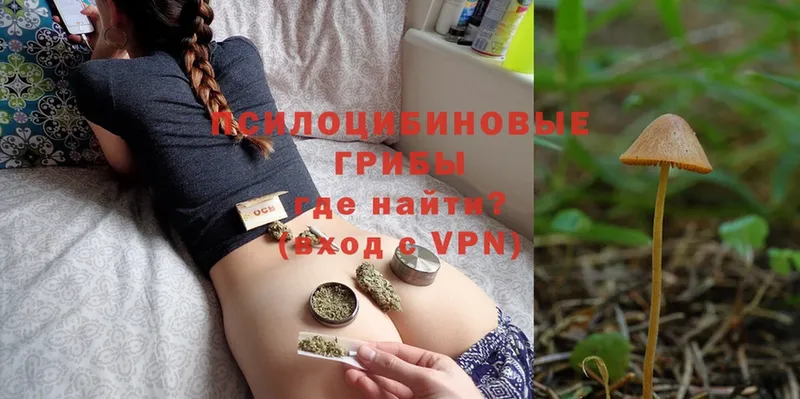 что такое наркотик  Всеволожск  Галлюциногенные грибы Psilocybe 